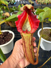 Load image into Gallery viewer, N. (Rokko x boschiana) x veitchii) x (boschiana x veitchii)

