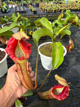 Load image into Gallery viewer, N. (Rokko x boschiana) x veitchii) x (boschiana x veitchii)
