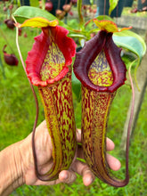 Load image into Gallery viewer, N.Rokko x (northiana x veitchii)
