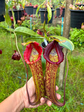 Load image into Gallery viewer, N.Rokko x (northiana x veitchii)
