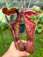 Load image into Gallery viewer, N.(boschiana x (truncata x campanulata)) x (truncata x boschiana)

