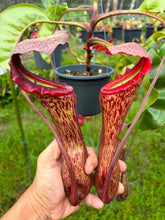 Load image into Gallery viewer, N.(boschiana x (truncata x campanulata)) x (truncata x boschiana)
