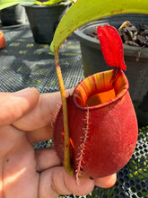 Load image into Gallery viewer, N. ampullaria x bicalcarata - Specimen 1
