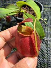 Load image into Gallery viewer, N. ampullaria x bicalcarata - Specimen 2

