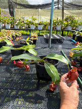 Load image into Gallery viewer, N. ampullaria x bicalcarata - Specimen 2
