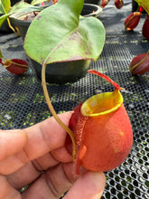 Load image into Gallery viewer, N. ampullaria x bicalcarata - Specimen 3
