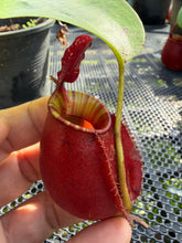 Load image into Gallery viewer, N. ampullaria x bicalcarata - Specimen 4
