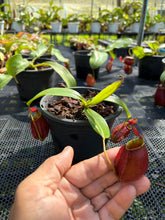 Load image into Gallery viewer, N. ampullaria x bicalcarata - Specimen 5
