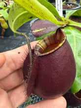 Load image into Gallery viewer, N. bicalcarata x ampullaria 'Black Miracle' - Specimen 1
