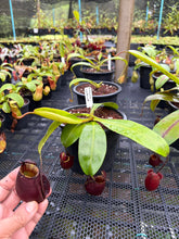 Load image into Gallery viewer, N. bicalcarata x ampullaria 'Black Miracle' - Specimen 1
