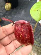 Load image into Gallery viewer, N. ampullaria - Specimen 52
