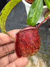 Load image into Gallery viewer, N. ampullaria - Specimen 52
