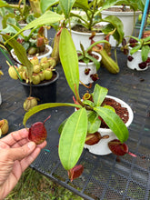Load image into Gallery viewer, N. ampullaria - Specimen 52
