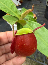Load image into Gallery viewer, N. ampullaria - Specimen 53
