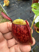 Load image into Gallery viewer, N. ampullaria - Specimen 54

