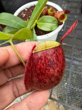 Load image into Gallery viewer, N. ampullaria - Specimen 54
