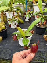 Load image into Gallery viewer, N. ampullaria - Specimen 54
