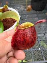 Load image into Gallery viewer, N. ampullaria - Specimen 55
