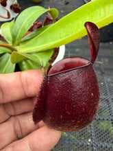 Load image into Gallery viewer, N. ampullaria - Specimen 56
