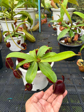 Load image into Gallery viewer, N. ampullaria - Specimen 56
