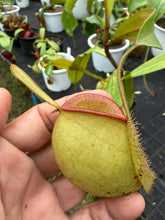 Load image into Gallery viewer, N. ampullaria - Specimen 57
