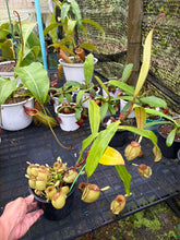 Load image into Gallery viewer, N. ampullaria - Specimen 57

