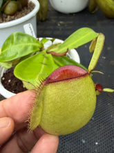 Load image into Gallery viewer, N. ampullaria - Specimen 58 - Hot Lips

