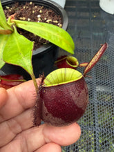 Load image into Gallery viewer, N. ampullaria - Specimen 59
