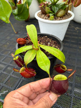 Load image into Gallery viewer, N. ampullaria - Specimen 59
