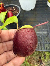 Load image into Gallery viewer, N. ampullaria - Specimen 60
