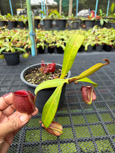 Load image into Gallery viewer, N. ampullaria - Specimen 61
