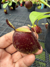 Load image into Gallery viewer, N. ampullaria - Specimen 62
