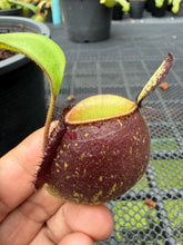 Load image into Gallery viewer, N. ampullaria - Specimen 62
