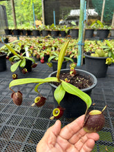 Load image into Gallery viewer, N. ampullaria - Specimen 62
