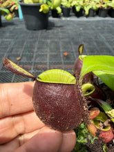 Load image into Gallery viewer, N. ampullaria - Specimen 63
