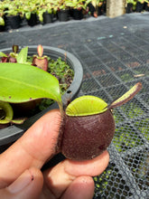 Load image into Gallery viewer, N. ampullaria - Specimen 63
