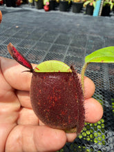 Load image into Gallery viewer, N. ampullaria - Specimen 64
