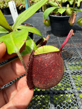 Load image into Gallery viewer, N. ampullaria - Specimen 64
