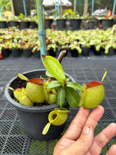 Load image into Gallery viewer, N. ampullaria - Specimen 66 - Hot Lips
