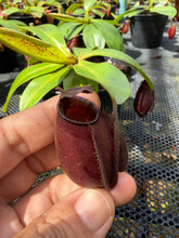 Load image into Gallery viewer, N. bicalcarata x ampullaria 'Black Miracle' - Specimen 3
