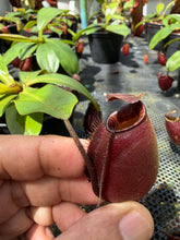 Load image into Gallery viewer, N. bicalcarata x ampullaria 'Black Miracle' - Specimen 3
