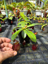 Load image into Gallery viewer, N. bicalcarata x ampullaria 'Black Miracle' - Specimen 4
