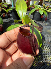 Load image into Gallery viewer, N. bicalcarata x ampullaria 'Black Miracle' - Specimen 5
