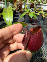 Load image into Gallery viewer, N. bicalcarata x ampullaria 'Black Miracle' - Specimen 5
