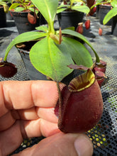 Load image into Gallery viewer, N. bicalcarata x ampullaria 'Black Miracle' - Specimen 6
