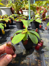 Load image into Gallery viewer, N. bicalcarata x ampullaria 'Black Miracle' - Specimen 6
