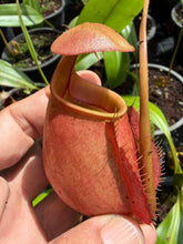 Load image into Gallery viewer, N. bicalcarata - Specimen 1
