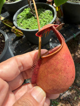 Load image into Gallery viewer, N. bicalcarata - Specimen 1
