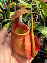 Load image into Gallery viewer, N. bicalcarata - Specimen 2
