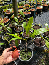 Load image into Gallery viewer, N. bicalcarata - Specimen 2
